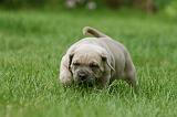 CANE CORSO 1059